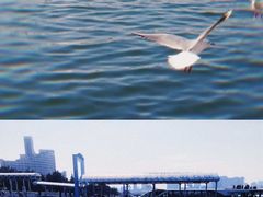 -台场海滨公园船码头