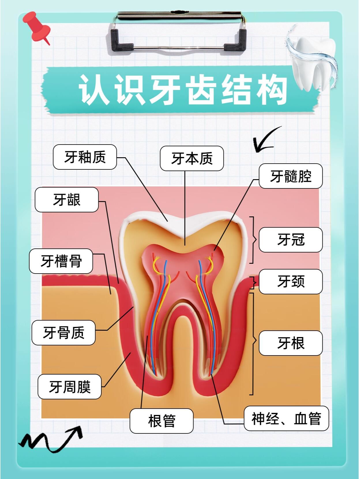 牙齿保护计划​你是否曾对牙齿的构造感到好奇?