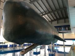 -上海海洋大学鱼文化博物馆(军工路校区)