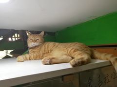 -李小姐の猫咖啡馆(五角场店)