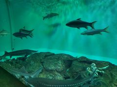 -太平洋海底世界