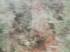 -栾川竹海野生动物园