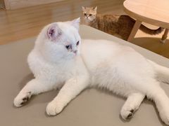 -猫腻·猫咖·撸猫馆(星光大道店)
