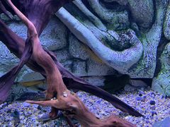 -上海海洋水族馆