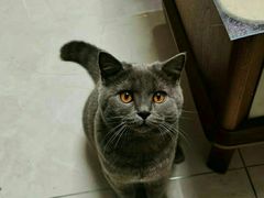 -糯米喵星人·撸猫猫舍咖啡馆(西市场嘉华店)