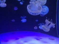 -左海海底世界