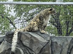 -青藏高原野生动物园