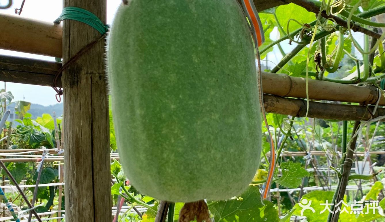 一大早去“偷”瓜🥒