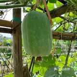 一大早去“偷”瓜🥒