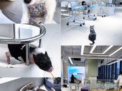 -怪兽屋·羊驼·猫咖·狗咖(俊华广场店)