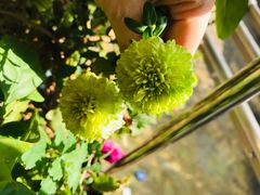 -小天鹅戴斯酒店鲸鲨百汇创作料理