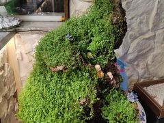 -小平岛開海水饺(浑南店)