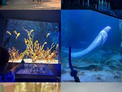 -珠海长隆海洋王国