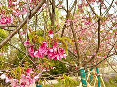 -梁鸿国家湿地公园