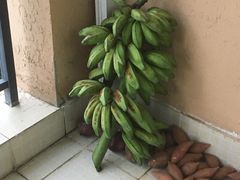 地瓜-东星临时农贸市场