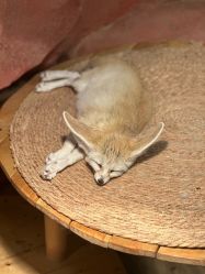 -Zoolung Zoolung动物主题公园(海信广场店)