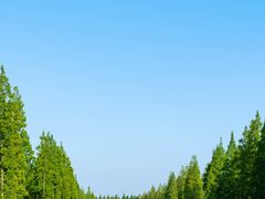 -黄海国家森林公园