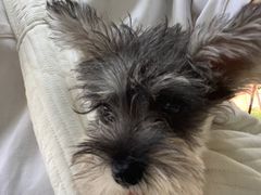 -北京赛佳动物医院