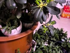 -庆岭迎宾园正宗活鱼馆