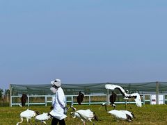-盐城丹顶鹤湿地生态旅游区