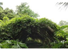 -广西壮族自治区药用植物园