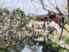 -香雪海