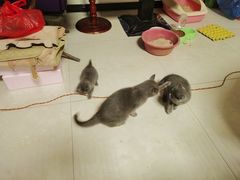 -纳吉亚猫专科动物诊疗中心(蒋宅口分院)