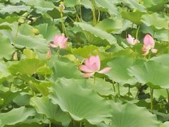 -大兴滨河森林公园