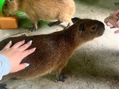 -上海野生动物园