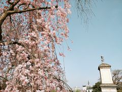 -西安青龙寺遗址景区
