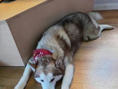 -Husky Go! 哈士奇体验馆·宠物咖啡厅狗咖