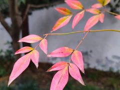 -秋霞圃