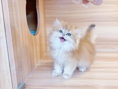 -猫十亿·布偶金渐层·曼基康矮脚猫舍(青年路店)