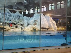 -帝企鹅自助餐厅•儿童岛•真企鹅(长隆企鹅酒店)