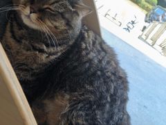 -伟伟宠物医院·瑞派猫友好医院·猫科(光谷店)