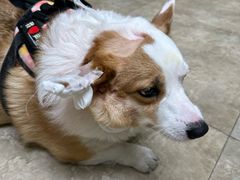 -美联众合动物医院·24h转诊中心