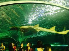 -瑞普利水族馆