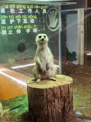 点击看大图 -七巧国萌宠乐园(龙湖天街店)