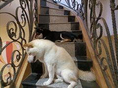 -喜柴咖啡·柴犬狗咖