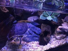 -上海海洋水族馆