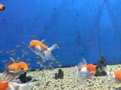 -福州罗源湾海洋世界旅游区