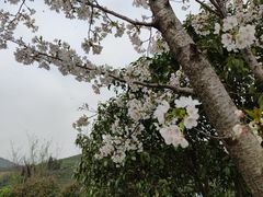 -龙坞茶村