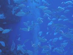 -成都浩海立方海洋公园