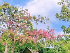 -顺峰山公园