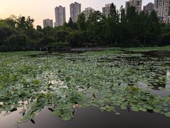 -龙头寺公园