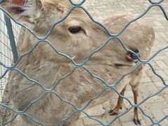 -长白岛森林公园