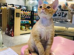 -momokira米努特·德文卷毛猫·棉花面纱犬