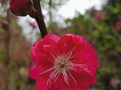 -桃花涧