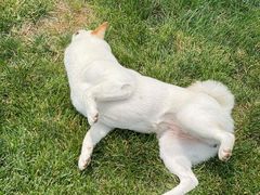 -趣玩宠物乐园寄养训犬训狗游泳池
