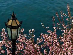 -莫愁湖公园